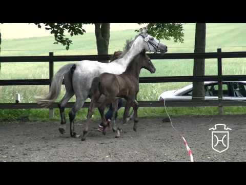 HEI086 Hengstfohlen von Quibery - Casall - Cassini I