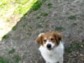 Barney Sneezing On Command