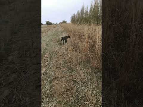 Dratxar Alisa Siroj polvonni erkatoyi