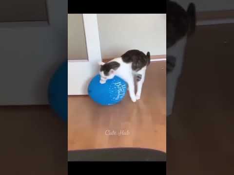 🤣🤣🤣🤣#shortvideo #youtubeshorts #shorts #cat #cats