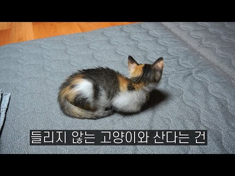 조용한 세상에 사는 고양이