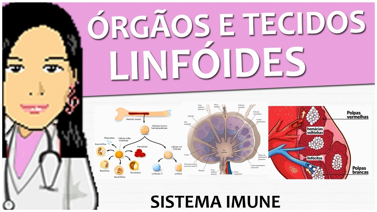 Imunologia 12 - Tecidos e órgãos linfóides - Vídeo aula de sistema imune