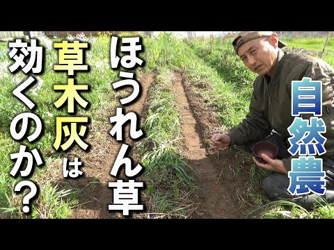 木灰が好きな野菜はどれですか?知っておくべきことはすべて！  庭園