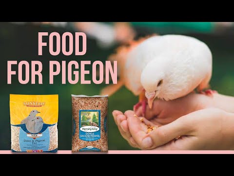 5 Best Food for Pigeon |  Pigeon's Healthy Diet