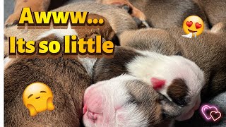 How To Care For Runt Puppies