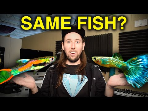 Endler Guppy vs Fancy Guppy
