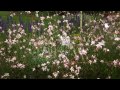 Gaura adds elegant movement to landscape