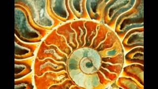 Ronnie Earl and The Broadcasers - Song For A Sun