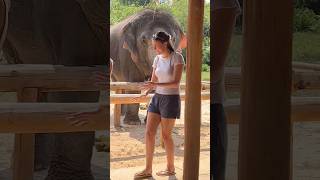 Download lagu Coming for their treat 😍❤️🐘 #elephant #keffamily #babyelephant #kef #chimean mp3