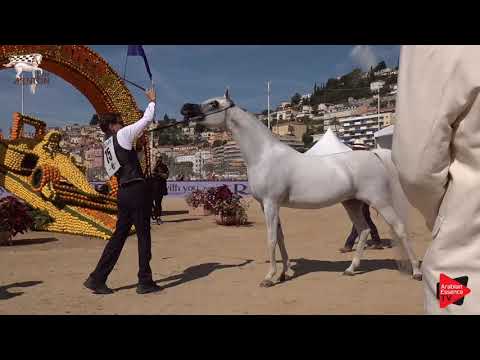 N.75 AJA EUROPA - Menton 2019