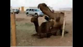 frank zappa / hot rats-it must be a camel