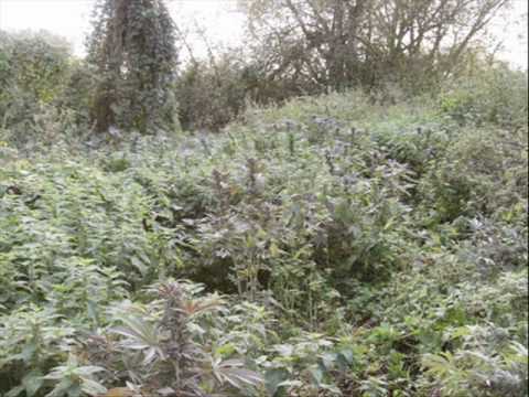 skitz ft inja - diamonds and gold