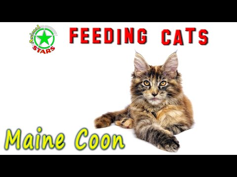 Feeding Maine Coon Cats And Kittens 🐶 🐒 🐼 Maine coon food. How To Feed Your Cat Correctly?