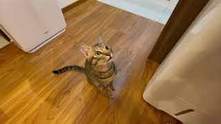 Re: [心得/閒聊] 貓咪吃完罐頭的叫聲