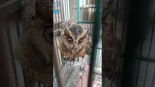 Download lagu burung hantu ( celepuk ) mp3