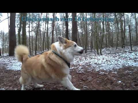 Islandhund Üna wird 16 Jahre alt