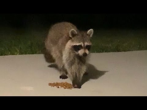 Raccoon Busted Eating Cat Food By Savannah Cats! #shorts #cute #raccoon