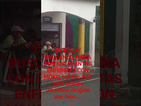 GUAYAS Y CHIMBORAZO EN ALERTA POR HONGOS Y BACTERIAS QUE DAÑAN PRODUCCIÓN DE PLÁTANOS, Y GUINEOS.