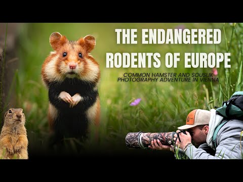 The Endangered rodents of Europe; A photography adventure in Vienna