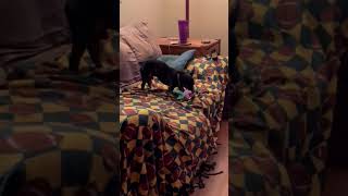 Video preview image #1 Chipin Puppy For Sale in Princeton, MN, USA