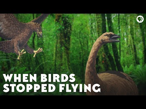 When Birds Stopped Flying