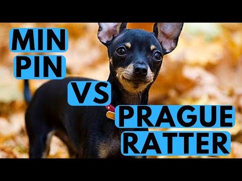 download lagu mp3 mp4 Prague Ratter Price, download lagu Prague Ratter Price gratis, unduh video klip Prague Ratter Price