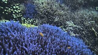 preview picture of video '沖縄 石垣島のサンゴ礁でシュノーケリング2＜OKINAWA ISHIGAKI 2014＞'