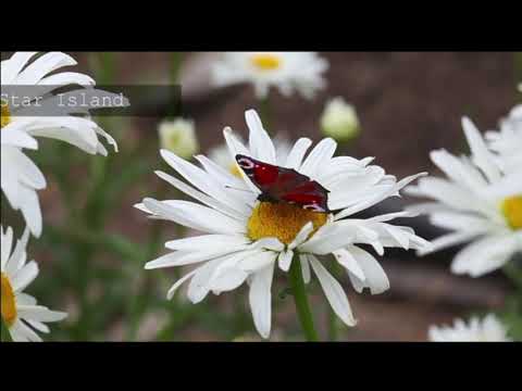 Opwekking 468 Wij willen dat Jezus