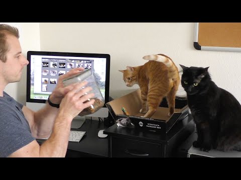 How to Work at the Computer With Cats