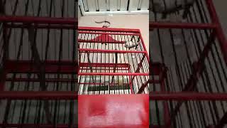 Download lagu prenjak lumut bren ciblek mp3