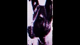 Panthera Krause - If