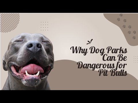 Por que você não deve levar seu Pitbull ao Dog Park