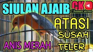 Download lagu TERAPI SIULAN UNTUK BURUNG ANIS MERAH AGAR MAU TELER mp3 Download lagu TERAPI SIULAN UNTUK BURUNG ANIS MERAH AGAR MAU TELER mp3