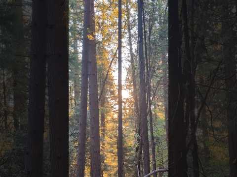 Pacific Crest Trail 2024 - Day 85 #pacificcresttrail #thruhike #hiking  #adventure