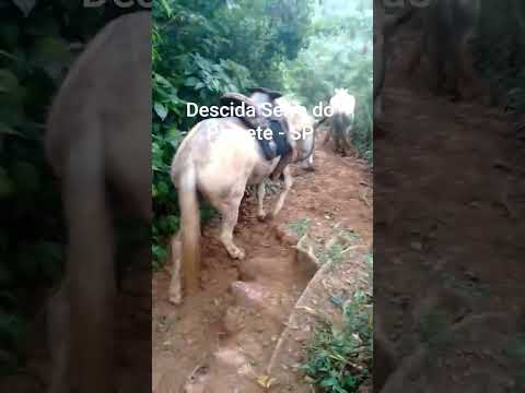 Pequeno registro da descida dos animais na serra do Piquete em São Paulo - 2016
