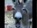 V�deo de burro a rir