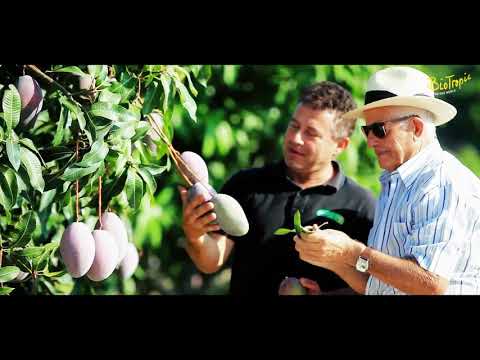 BioTropic Duisburg   Bio Mangos für eine Welt - Import Bio Obst Gemüse Mangoreiferei
