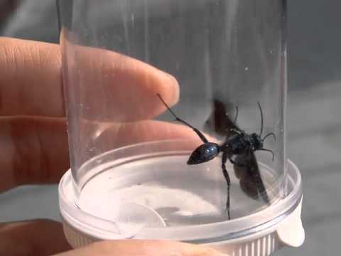 image-What is the big black ant with wings?