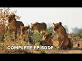 Invading Lions Threaten Hollywood Pride's Territory | Big Cat Country 105