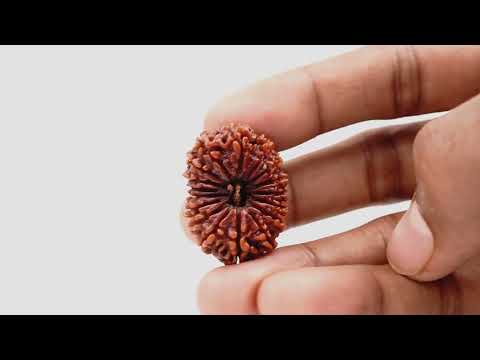 Rudraksha Product Image