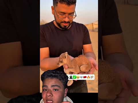 قرر الإعتناء بهاد الجمل لكي يكبر ويعمل به🐪🦂🏜️🌵✅🚀🔥🥷🇲🇦🎖️🤩 #عمل #مشروع #جمل_الصحراء #صحراوي