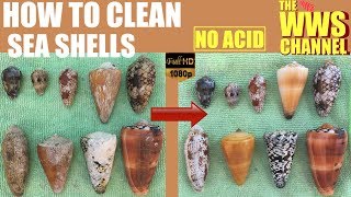 How to clean and polish shells !  Seashell Collection