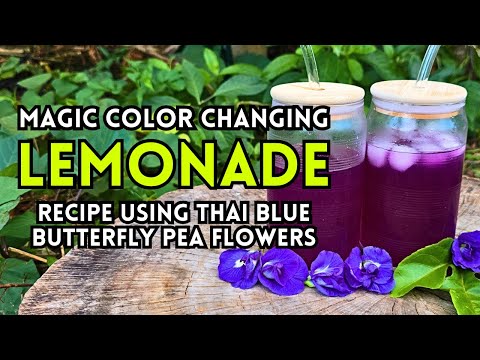 How to Make Magic Color Changing Thai Blue Butterfly Pea Lemonade