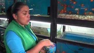Experiencia con Incros 1