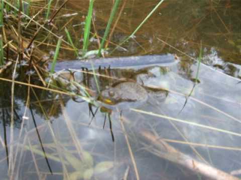 Gelbbauchunke - Yellow-bellied toad