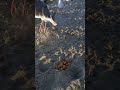 Seagulls Feeding Frenzy Shorts Seagulls