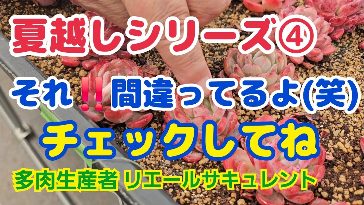【多肉植物】【夏越しシリーズ➃】それ‼️間違ってるよ(笑)チェックしてね～🎵2026年3月29日