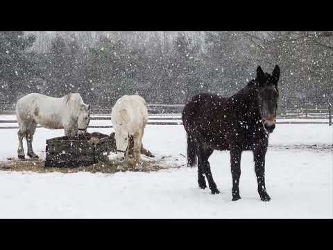 Devocional para la mujer , hoy Viernes Enero 14
