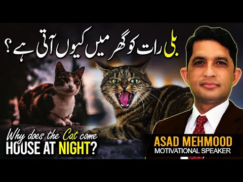 When A Stray Cat Comes To Your House Spiritual Meanings  | Ghar Mein Billi Nazar Ajaye Tou | Dr Asad