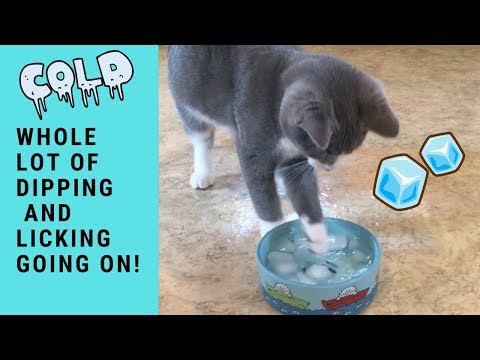 Crazy Cats Playing with Ice Cubes in Their Water Bowl